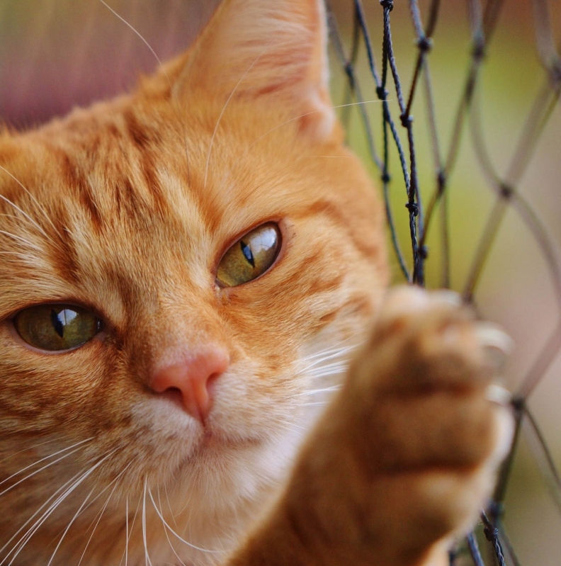 Rede de Proteção para Gatos Balneário Piçarras - Rede Proteção Gatos