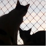 instalação de rede de janela para gatos Bombinhas