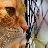 qual o preço de rede de janela para gatos RIO DOS CEDROS