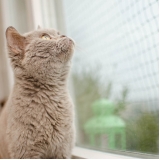 rede de janela para gatos Penha