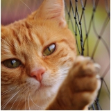 rede de proteção para gatos Nova Trento